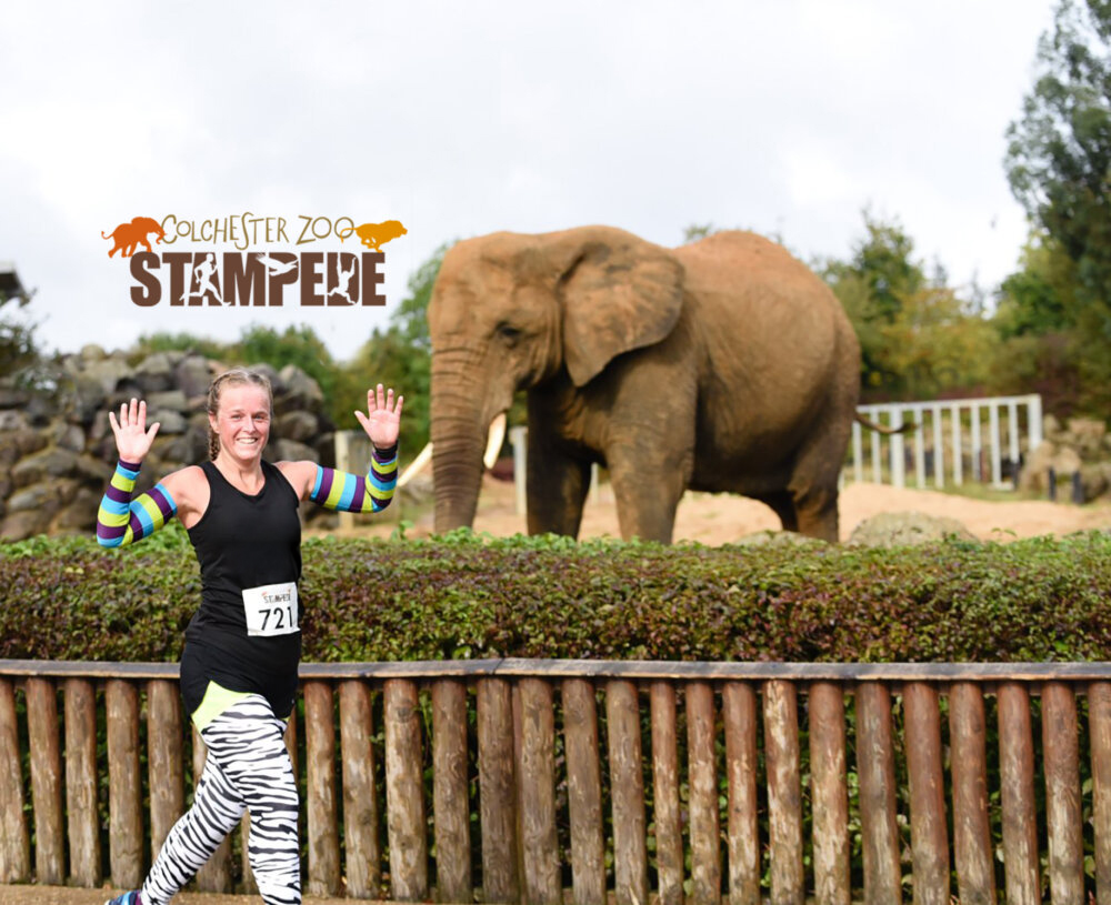 A female runner passes the elephant enclosure with an African elephant watching her