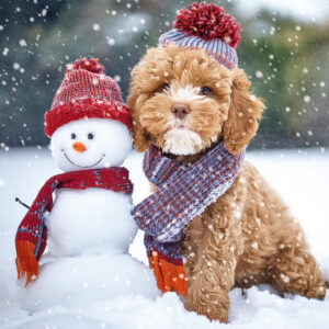 Smile Christmas Cards